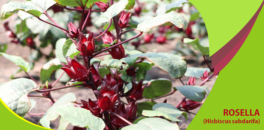 Khasiat Rosella Turunkan Hipertensi Khasiat Rosella Turunkan Hipertensi